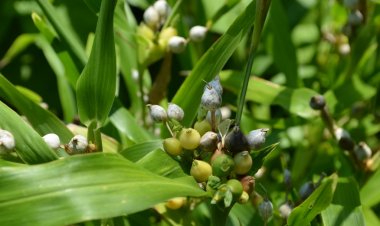 Tý dĩ (Coix lachryma – jobi L)