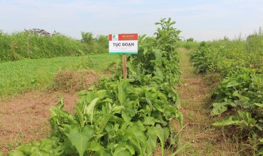 Tục đoạn (Dipsacus japonicus Miq)