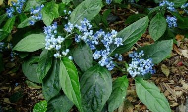 Trường sơn (Dichroa febrifuga Lour)