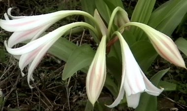 Trinh nữ hoàng cung (Crinum latifolium L)