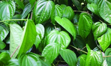 Trầu không (Piper betle L)