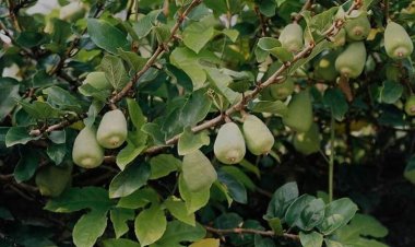 Trâu cổ (Ficus pumila L)