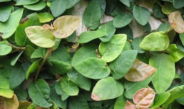 Cây Sung thằn lằn - Ficus pumila L