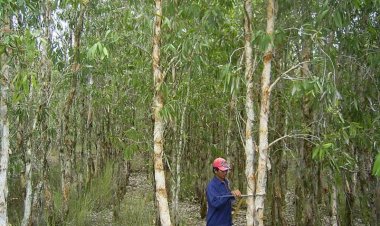 Đặc điểm và phân bố của các loại cây lâm nghiệp cây Tràm