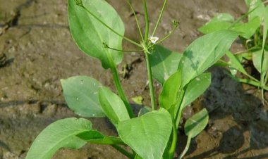 Trạch tả (Alisma plantago-aquatica L)