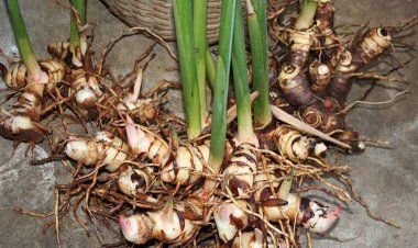 Tác dụng chữa bệnh của củ riềng có thể bạn chưa biết