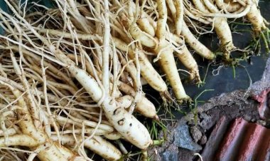 Điều tra nguồn tài nguyên cây thuốc qua tri thức bản địa của đồng bào  dân tộc C’tu thuộc xã Bhalee, huyện Tây Giang, tỉnh Quảng Nam