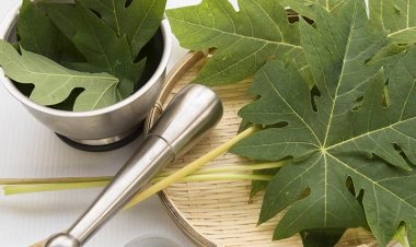 Công dụng chữa bệnh thần kỳ của lá đu đủ không phải ai cũng biết