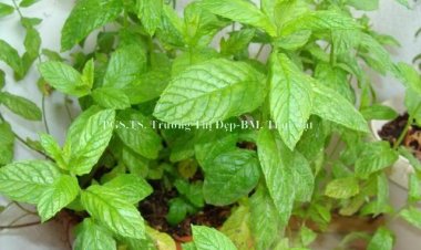 Cây Bạc Hà - Mentha arvensis L