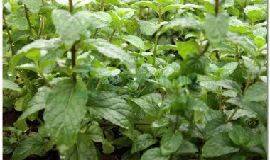 Bạc hà (Mentha arvensis L, Herba Menthae)