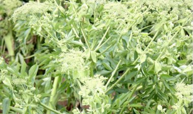 Bạch chỉ (Angelica dahurica (Fisch.ex Hoffm.) Maxim)