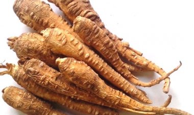 Vị thuốc Bạch chỉ - Radix Angelicae dahuricae