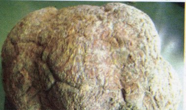 Bạch Linh - Phục Linh (Poria cocos (Schw.) Wolf)