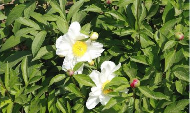 Bạch thược (Radix Paeoniae lactiflorae)