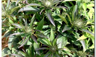 Bạch truật (Rhizoma Atractylodis macrocephalae)