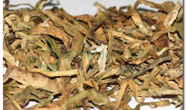 Dược liệu TRINH NỮ HOÀNG CUNG  (Folium Crinii latifolii)