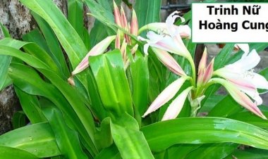 Kỹ thuật trồng, sử dụng và chế biến cây Trinh Nữ Hoàng Cung chuẩn Dược Liệu