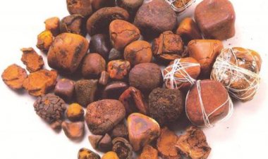 Sỏi động vật làm thuốc