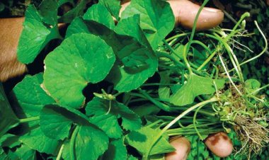 Dùng nước rau má giải nhiệt sai cách thêm bệnh vào thân