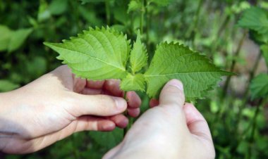 Bài thuốc chữa ho do cảm lạnh