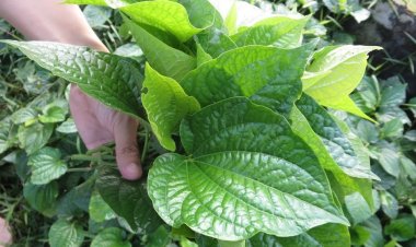 5 bài thuốc từ thiên nhiên trị mồ hôi tay chân hiệu quả tại nhà