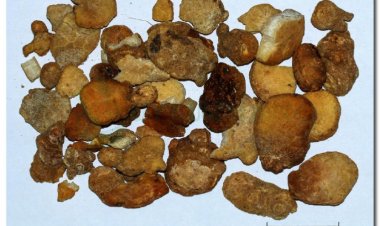 BÁN HẠ CHẾ (Rhizoma Pinelliae praeparata)