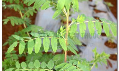 CAM THẢO (Radix et Rhizoma Glycyrrhizae)