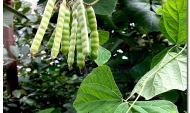 CÁT CĂN (Radix Puerariae thomsonii)