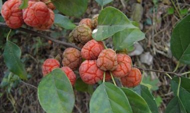 Loại quả nhìn như bộ não, mọc hoang mà giá gần 200 nghìn/kg