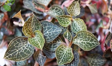 Loại cỏ mọc hoang được ví là "thần dược", "cỏ thiêng", quý hơn nhân sâm, có giá lên tới 20 triệu đồng/kg