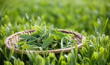 Phòng ngừa ung thư lưỡi từ nho, lá trà xanh, lá đu đủ