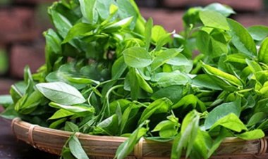 Những người tuyệt đối không nên ăn rau ngót