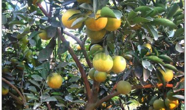 CHỈ XÁC (Fructus Aurantii)