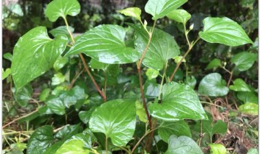 DIẾP CÁ (Herba Houttuyniae cordatae)