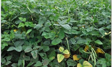 ĐẠM ĐẬU XỊ (Semen Vignae praeparata)