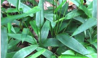 ĐẠM TRÚC DIỆP (Herba Lophatheri)