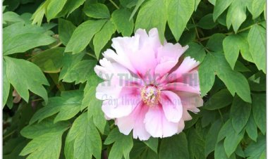 ĐAN BÌ (Cortex Paeoniae suffruticosae)