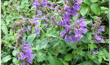 ĐAN SÂM (Radix Salviae miltiorrhizae)