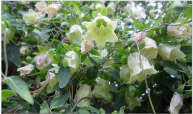 ĐẢNG SÂM (Radix Codonopsis pilosulae)