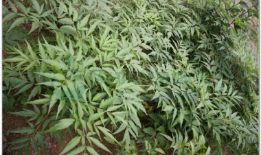 ĐỘC HOẠT (Radix Angelicae pubescentis)