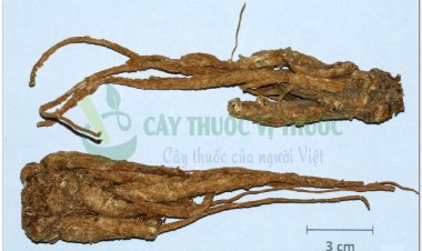 ĐƯƠNG QUY (Radix Angelicae)