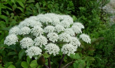 ĐƯƠNG QUY - Angelica Sinensis (Oliv.) Diels