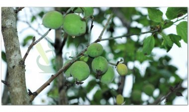 HẠNH NHÂN (Semen Armeniacae amarum)