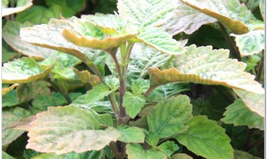 HOẮC HƯƠNG (Herba Pogostemi)