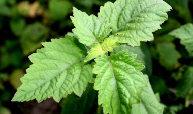 CÂY HOẮC HƯƠNG  (Heeba Agastaches seu Pogostemi)