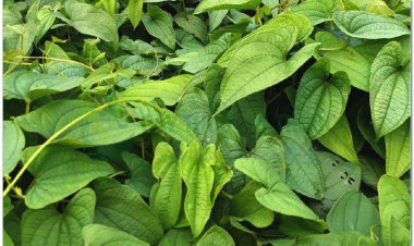 HOÀI SƠN (Tuber Dioscoreae persimilis)