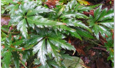 HOÀNG LIÊN (Rhizoma Coptidis)