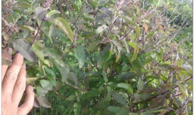 HƯƠNG NHU (Herba Ocimi)