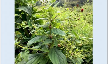 HUYỀN SÂM (Radix Scrophulariae)