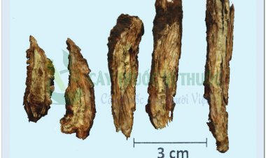 Khương hoạt: Vị thuốc Trừ thấp, giảm đau, Tán hàn, giải biểu